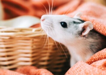 Descubre el significado de soñar con hamsters y su interpretación en tu vida