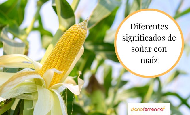 Descubre el significado de soñar con mazorcas de maíz: Interpretación y simbolismo