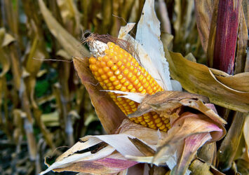 Descubre el significado de soñar con mazorcas de maíz: ¿una señal de abundancia o algo más?