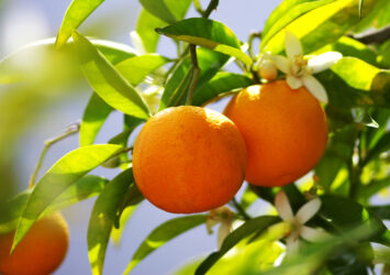 Descubre el significado de soñar con naranjas en el árbol en tus sueños