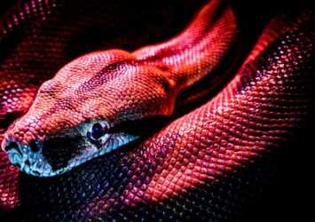 Descubre el significado de soñar con una serpiente roja: interpretación y simbolismo