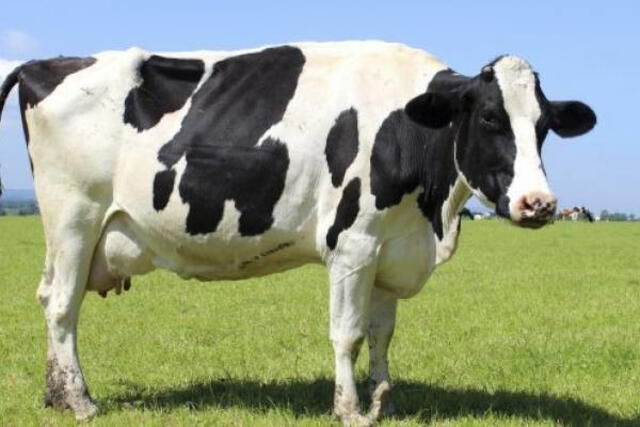 Descubre el significado de soñar con vacas que te atacan y cómo interpretarlo