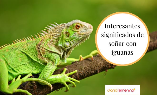 Descubre el significado detrás de soñar con iguanas verdes