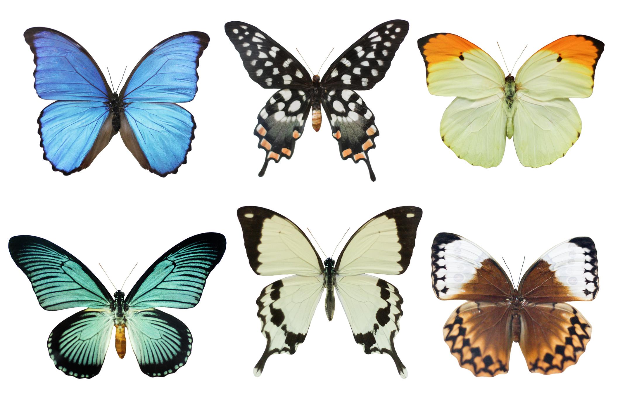 El mensaje de la transformación: Descubre qué significa soñar con mariposas blancas.