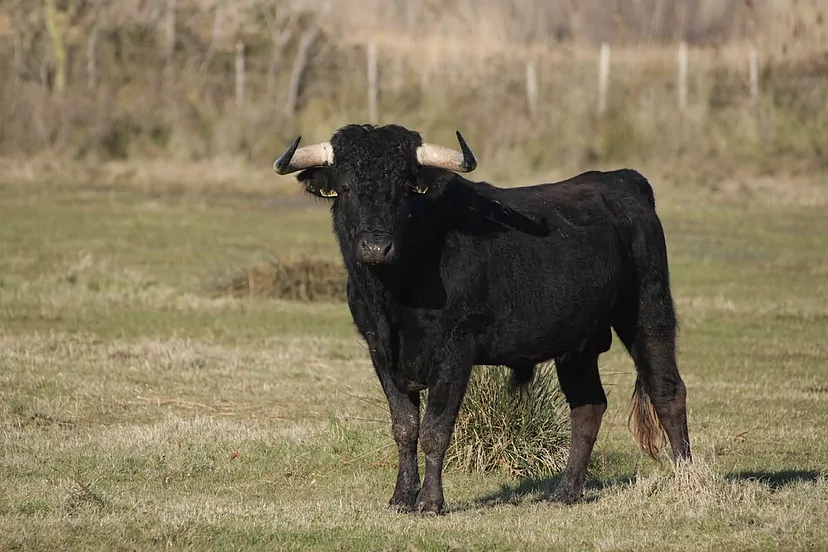 El simbolismo detrás de soñar con toros grandes y gordos: Interpretación y significado