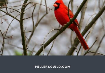 El simbolismo detrás de soñar con un pájaro rojo: Descubre su significado