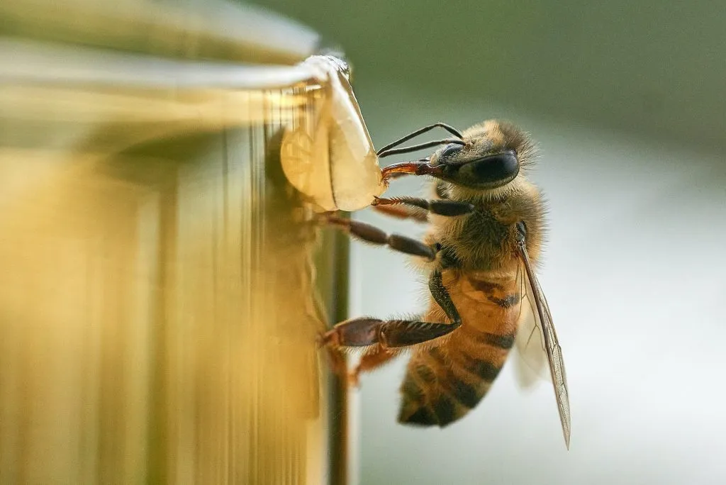 ¿Qué significa soñar con abejas negras? Descubre su simbolismo en tus sueños