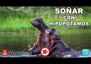 ¿Qué significa soñar con hipopótamos? Descubre su simbolismo en tus sueños