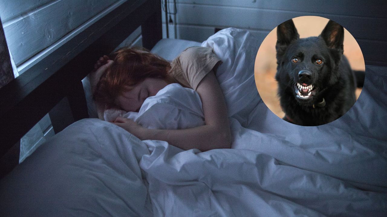 ¿Qué significa soñar con un perro negro con garrapatas? Descubre su interpretación en los sueños