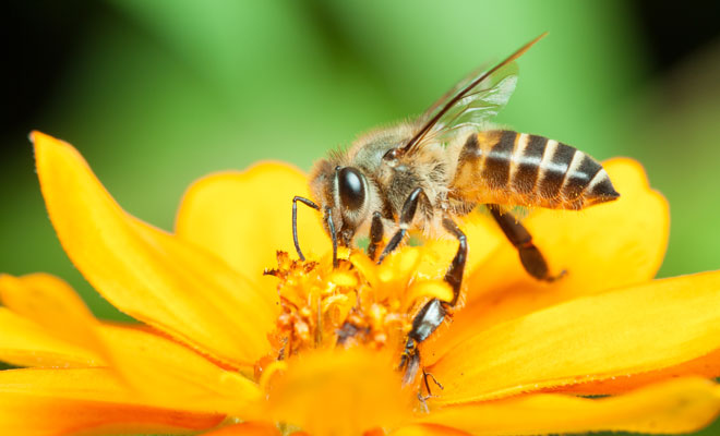 ¿Qué simboliza soñar con una picadura de abeja? Descubre su significado en tus sueños