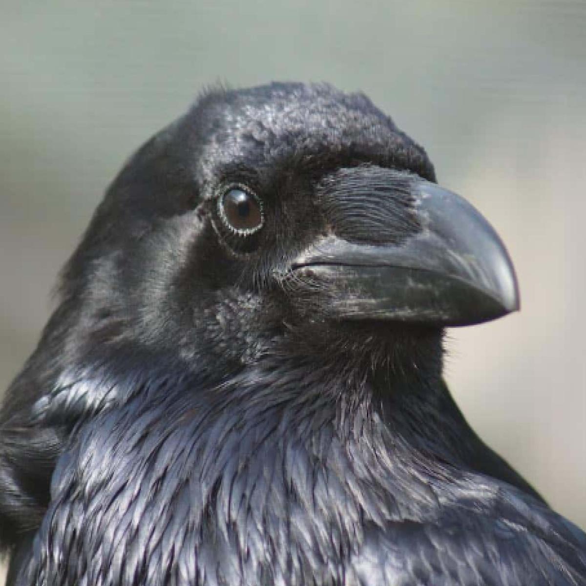 Significado de soñar con aves negras que te atacan: interpretación y consejos